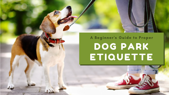 A Beginner's Guide to Proper Dog Park Etiquette