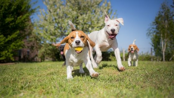 Benefits of Adding a Dog Park to Your Apartment Complex