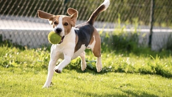 The Advantages of Adding a Dog Park To Your Community