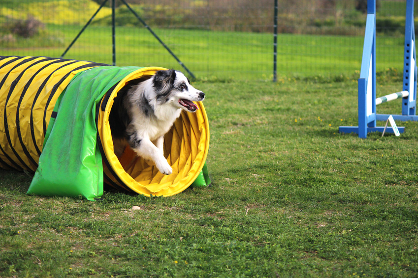 what equipment is used in dog agility