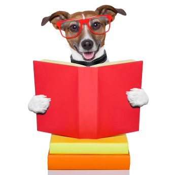 Smart Dog Stock Image