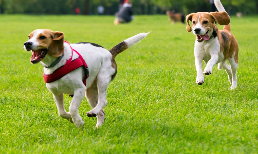 10 Tips for Building a Dog Park in Your Community